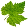 Виноградные листья